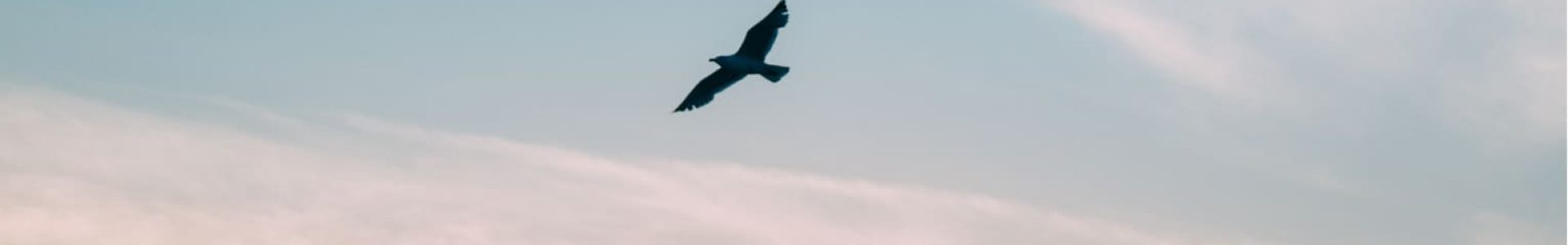 Blackbird_Flying